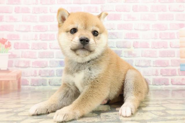 福島県の豆柴 (Coo&RIKUいわき店/2025年9月21日生まれ/男の子/赤)の子犬の2枚目の画像
