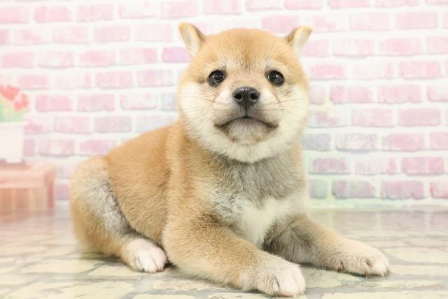 福島県の豆柴 (Coo&RIKUいわき店/2025年9月21日生まれ/男の子/赤)の子犬の3枚目の画像
