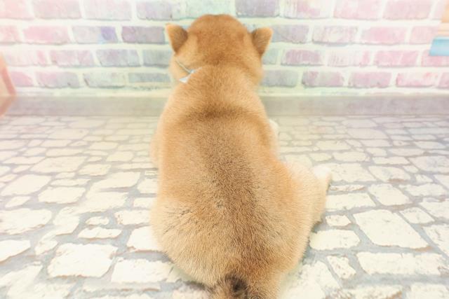 福島県の豆柴 (Coo&RIKUいわき店/2025年9月21日生まれ/男の子/赤)の子犬の4枚目の画像