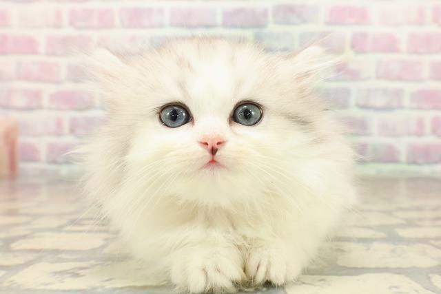 東京都のミヌエット (Coo&RIKU中野サンモール店/2025年9月22日生まれ/女の子/シルバータビーホワイト)の子猫の1枚目の画像