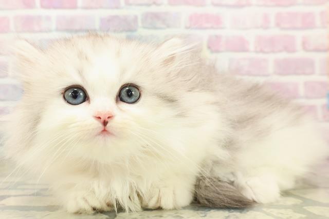 東京都のミヌエット (Coo&RIKU中野サンモール店/2025年9月22日生まれ/女の子/シルバータビーホワイト)の子猫の2枚目の画像