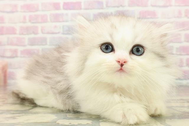 東京都のミヌエット (Coo&RIKU中野サンモール店/2025年9月22日生まれ/女の子/シルバータビーホワイト)の子猫の3枚目の画像