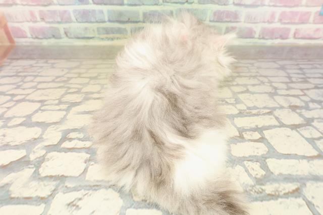 東京都のミヌエット (Coo&RIKU中野サンモール店/2025年9月22日生まれ/女の子/シルバータビーホワイト)の子猫の4枚目の画像