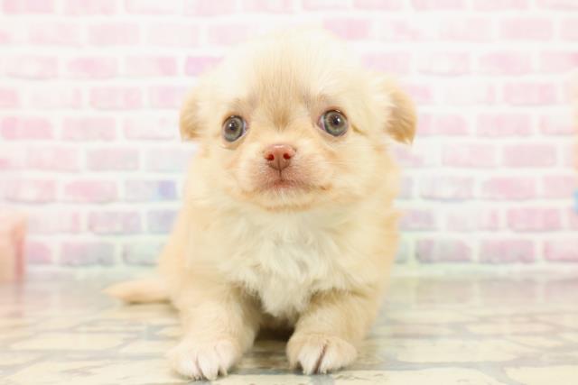 群馬県のチワワ(ロング) (Coo&RIKU高崎店/2025年9月23日生まれ/男の子/クリームホワイト)の子犬の1枚目の画像