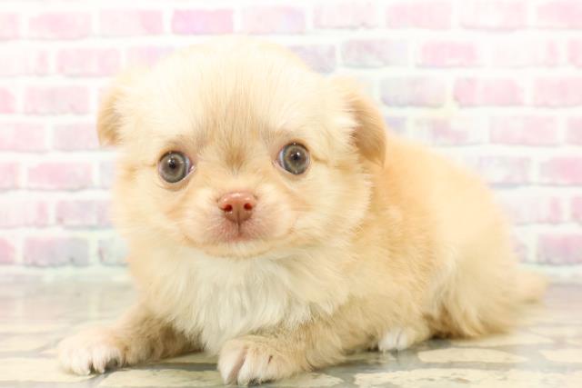 群馬県のチワワ(ロング) (Coo&RIKU高崎店/2025年9月23日生まれ/男の子/クリームホワイト)の子犬の2枚目の画像