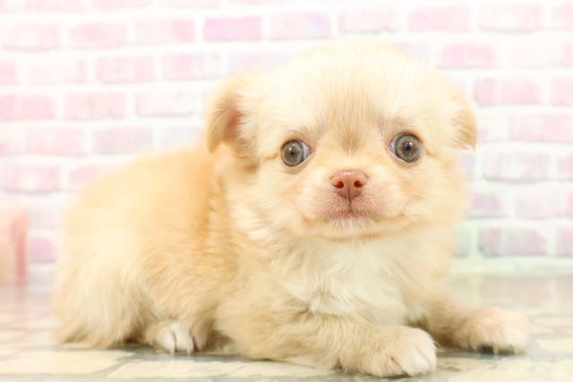 群馬県のチワワ(ロング) (Coo&RIKU高崎店/2025年9月23日生まれ/男の子/クリームホワイト)の子犬の3枚目の画像