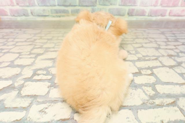 群馬県のチワワ(ロング) (Coo&RIKU高崎店/2025年9月23日生まれ/男の子/クリームホワイト)の子犬の4枚目の画像