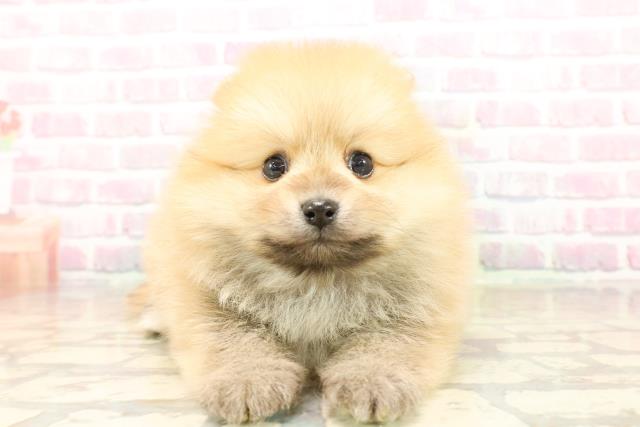 北海道のポメラニアン (Coo&RIKU岩見沢店/2025年9月23日生まれ/男の子/オレンジ)の子犬