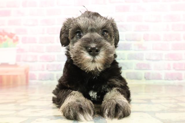 新潟県のミニチュアシュナウザー (Coo&RIKU長岡店/2025年9月22日生まれ/女の子/ソルトペッパー)の子犬の1枚目の画像