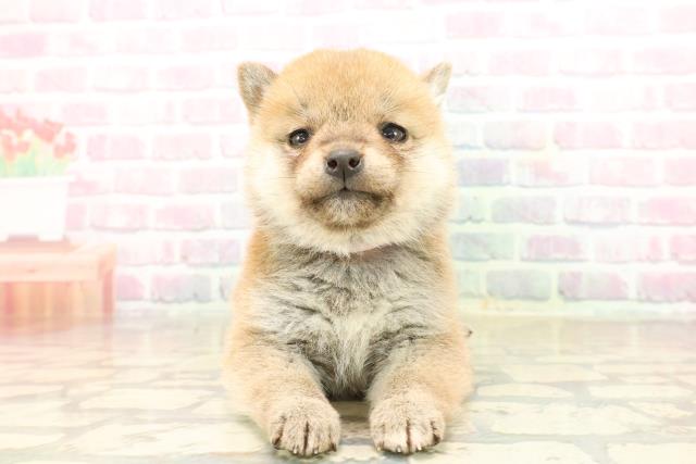 新潟県の豆柴 (Coo&RIKU長岡店/2025年9月20日生まれ/女の子/赤)の子犬の1枚目の画像