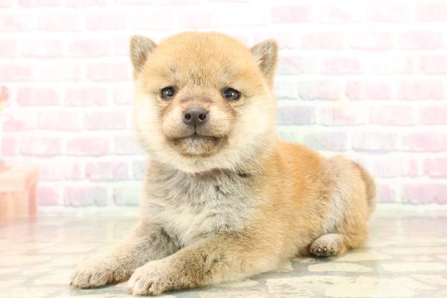 新潟県の豆柴 (Coo&RIKU長岡店/2025年9月20日生まれ/女の子/赤)の子犬の2枚目の画像