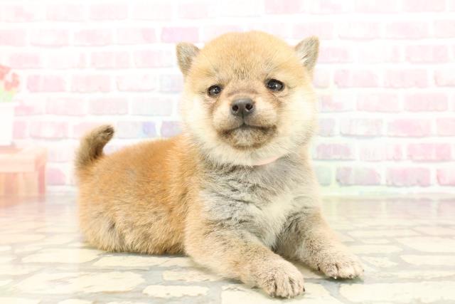 新潟県の豆柴 (Coo&RIKU長岡店/2025年9月20日生まれ/女の子/赤)の子犬の3枚目の画像