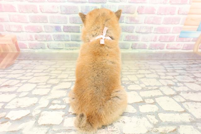 新潟県の豆柴 (Coo&RIKU長岡店/2025年9月20日生まれ/女の子/赤)の子犬の4枚目の画像