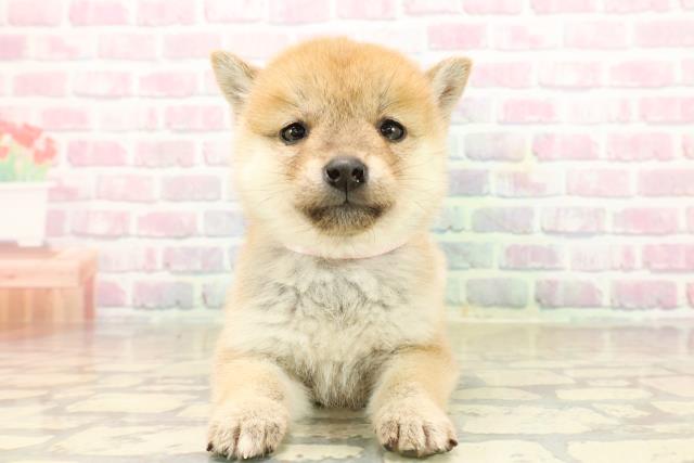 長野県の豆柴 (Coo&RIKU松本店/2025年9月20日生まれ/女の子/赤)の子犬の1枚目の画像