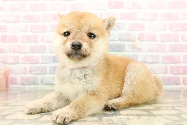 長野県の豆柴 (Coo&RIKU松本店/2025年9月20日生まれ/女の子/赤)の子犬の2枚目の画像