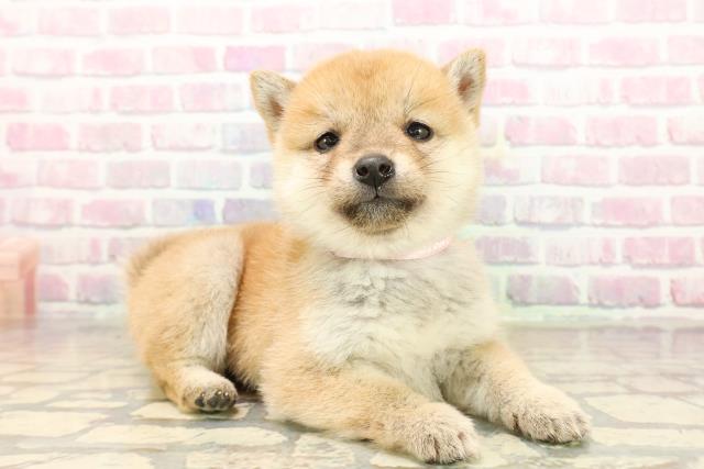 長野県の豆柴 (Coo&RIKU松本店/2025年9月20日生まれ/女の子/赤)の子犬の3枚目の画像