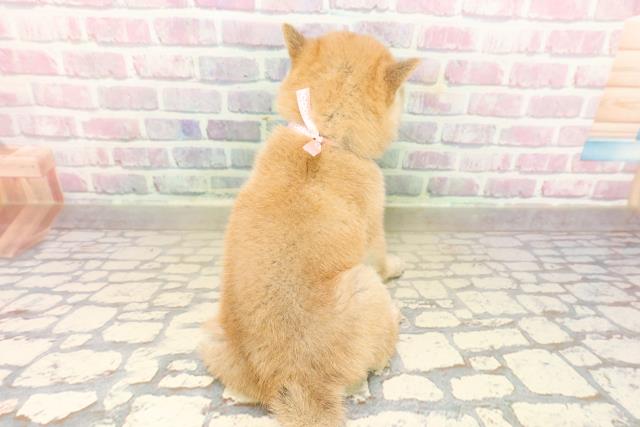 長野県の豆柴 (Coo&RIKU松本店/2025年9月20日生まれ/女の子/赤)の子犬の4枚目の画像