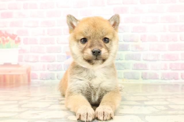 石川県の豆柴 (Coo&RIKUイオン野々市南店/2025年9月20日生まれ/女の子/赤)の子犬の1枚目の画像