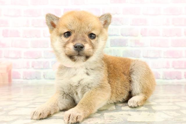 石川県の豆柴 (Coo&RIKUイオン野々市南店/2025年9月20日生まれ/女の子/赤)の子犬の2枚目の画像