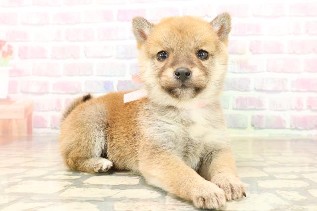 石川県の豆柴 (Coo&RIKUイオン野々市南店/2025年9月20日生まれ/女の子/赤)の子犬の3枚目の画像