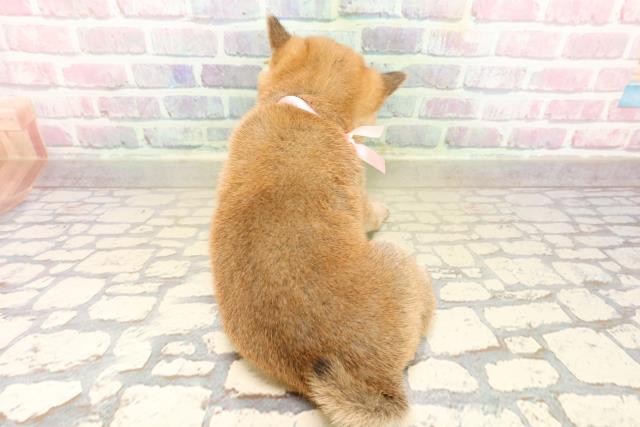 石川県の豆柴 (Coo&RIKUイオン野々市南店/2025年9月20日生まれ/女の子/赤)の子犬の4枚目の画像