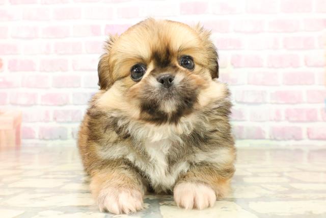 栃木県のチワペキ/ペキチー/ペキチワ(チワワ×ペキニーズ) (Coo&RIKU宇都宮店/2025年9月22日生まれ/男の子/フォーンホワイト)の子犬の1枚目の画像