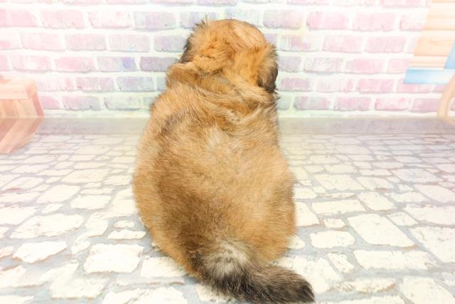 栃木県のチワペキ/ペキチー/ペキチワ(チワワ×ペキニーズ) (Coo&RIKU宇都宮店/2025年9月22日生まれ/男の子/フォーンホワイト)の子犬の4枚目の画像