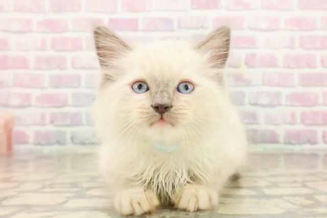 沖縄県のラグドール (Coo&RIKUイオン北谷店/2025年9月23日生まれ/男の子/ブルーポイントミテッド)の子猫の1枚目の画像