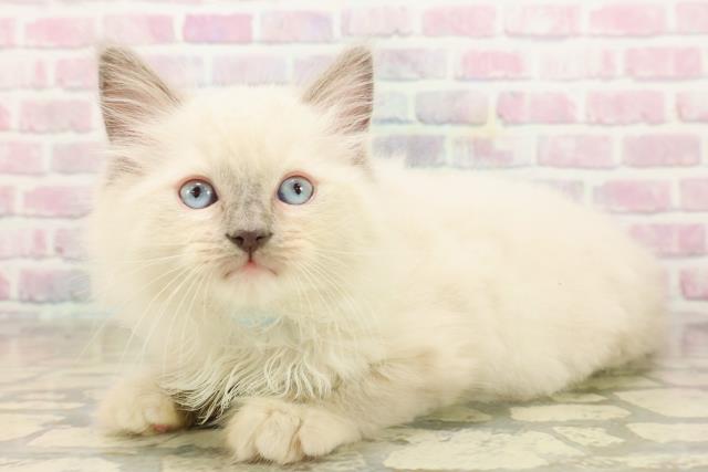 沖縄県のラグドール (Coo&RIKUイオン北谷店/2025年9月23日生まれ/男の子/ブルーポイントミテッド)の子猫の2枚目の画像