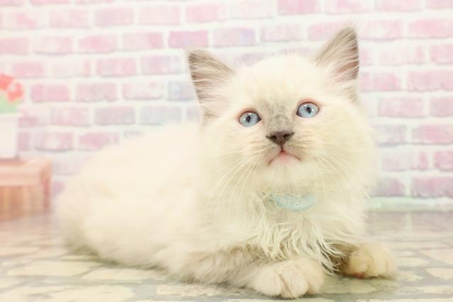 沖縄県のラグドール (Coo&RIKUイオン北谷店/2025年9月23日生まれ/男の子/ブルーポイントミテッド)の子猫の3枚目の画像