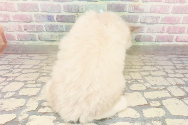 沖縄県のラグドール (Coo&RIKUイオン北谷店/2025年9月23日生まれ/男の子/ブルーポイントミテッド)の子猫の4枚目の画像