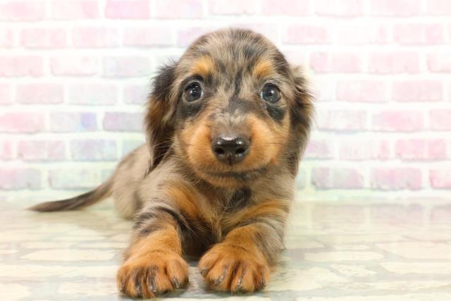 福井県のカニンヘンダックスフンド(ロング) (Coo&RIKU福井店/2025年9月23日生まれ/男の子/シルバーダップル)の子犬の1枚目の画像