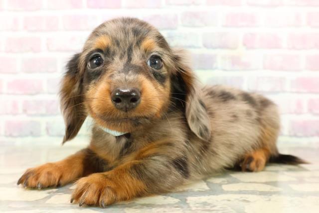 福井県のカニンヘンダックスフンド(ロング) (Coo&RIKU福井店/2025年9月23日生まれ/男の子/シルバーダップル)の子犬の2枚目の画像