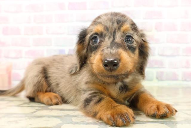 福井県のカニンヘンダックスフンド(ロング) (Coo&RIKU福井店/2025年9月23日生まれ/男の子/シルバーダップル)の子犬の3枚目の画像