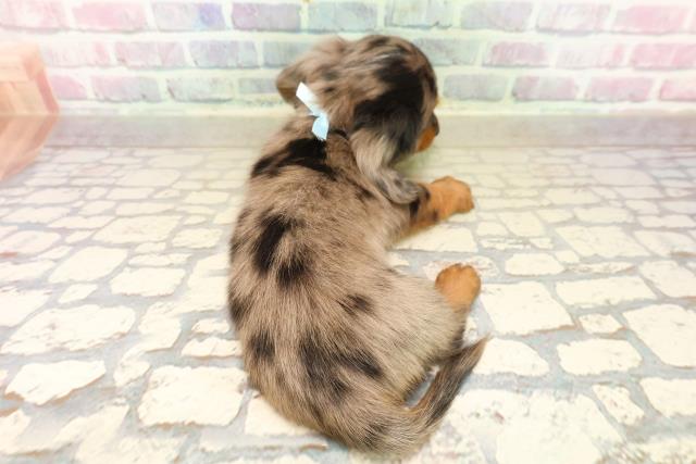 福井県のカニンヘンダックスフンド(ロング) (Coo&RIKU福井店/2025年9月23日生まれ/男の子/シルバーダップル)の子犬の4枚目の画像