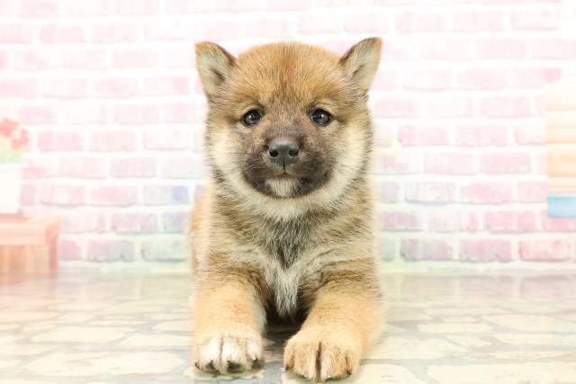 群馬県の柴犬(標準サイズ) (Coo&RIKU前橋店/2025年9月23日生まれ/女の子/赤)の子犬の1枚目の画像