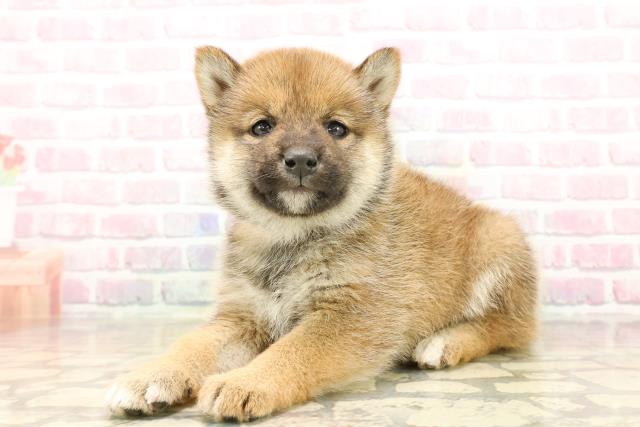 群馬県の柴犬(標準サイズ) (Coo&RIKU前橋店/2025年9月23日生まれ/女の子/赤)の子犬の2枚目の画像