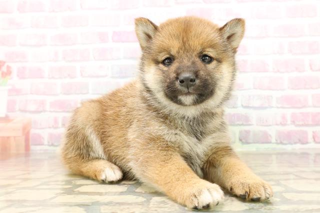 群馬県の柴犬(標準サイズ) (Coo&RIKU前橋店/2025年9月23日生まれ/女の子/赤)の子犬の3枚目の画像