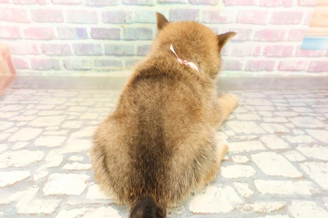 群馬県の柴犬(標準サイズ) (Coo&RIKU前橋店/2025年9月23日生まれ/女の子/赤)の子犬の4枚目の画像