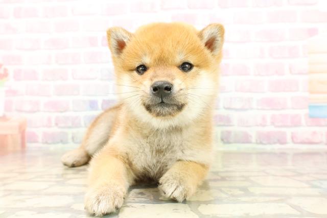 北海道の柴犬(標準サイズ) (Coo&RIKU室蘭店/2025年9月22日生まれ/男の子/赤)の子犬