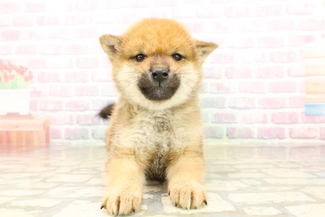 青森県の柴犬(標準サイズ) (Coo&RIKU青森店/2025年9月22日生まれ/男の子/赤)の子犬の1枚目の画像