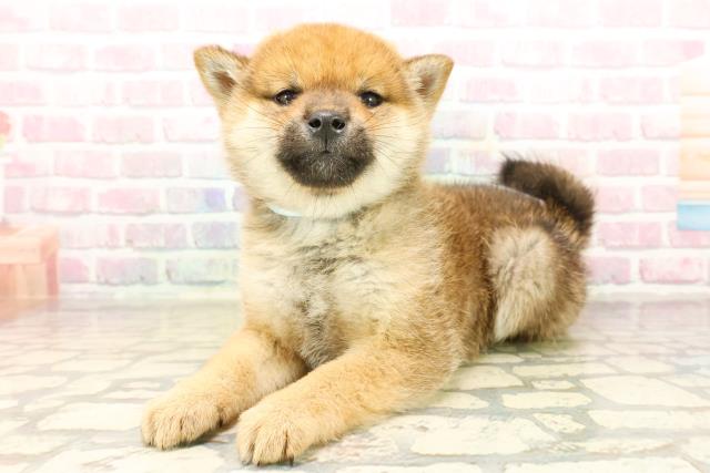 青森県の柴犬(標準サイズ) (Coo&RIKU青森店/2025年9月22日生まれ/男の子/赤)の子犬の2枚目の画像