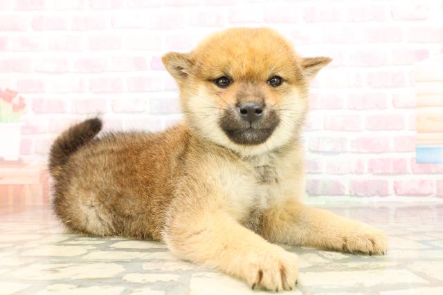 青森県の柴犬(標準サイズ) (Coo&RIKU青森店/2025年9月22日生まれ/男の子/赤)の子犬の3枚目の画像