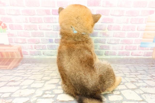 青森県の柴犬(標準サイズ) (Coo&RIKU青森店/2025年9月22日生まれ/男の子/赤)の子犬の4枚目の画像