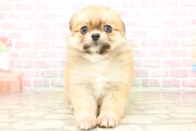 群馬県のポメチワ/チワポメ/ポメチー(ポメラニアン×チワワ) (Coo&RIKU伊勢崎店/2025年9月22日生まれ/女の子/オレンジ)の子犬の1枚目の画像