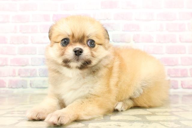 群馬県のポメチワ/チワポメ/ポメチー(ポメラニアン×チワワ) (Coo&RIKU伊勢崎店/2025年9月22日生まれ/女の子/オレンジ)の子犬の2枚目の画像