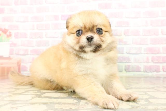 群馬県のポメチワ/チワポメ/ポメチー(ポメラニアン×チワワ) (Coo&RIKU伊勢崎店/2025年9月22日生まれ/女の子/オレンジ)の子犬の3枚目の画像