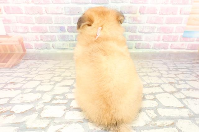 群馬県のポメチワ/チワポメ/ポメチー(ポメラニアン×チワワ) (Coo&RIKU伊勢崎店/2025年9月22日生まれ/女の子/オレンジ)の子犬の4枚目の画像