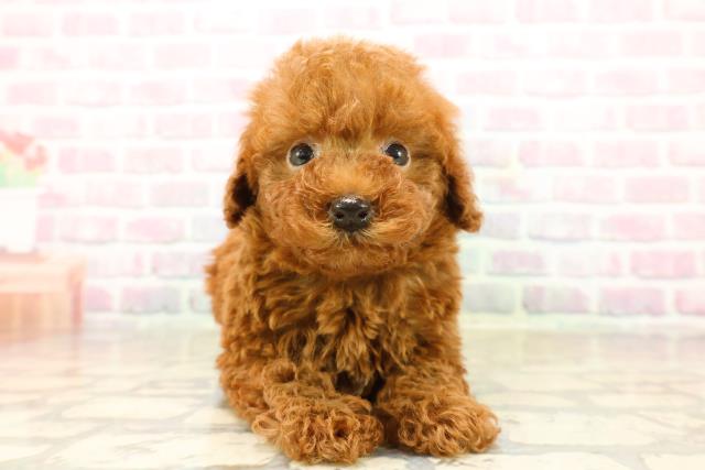 千葉県のトイプードル(トイ) (Coo&RIKU東船橋店/2025年9月15日生まれ/男の子/レッド)の子犬の1枚目の画像