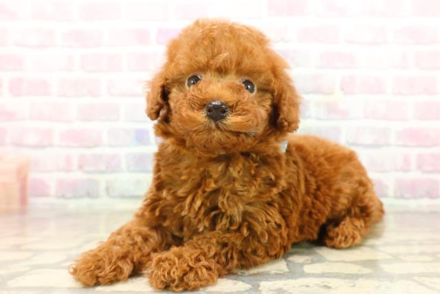千葉県のトイプードル(トイ) (Coo&RIKU東船橋店/2025年9月15日生まれ/男の子/レッド)の子犬の2枚目の画像